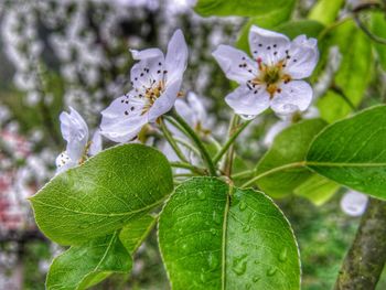 Close-up of white flowering plant