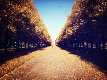 Road passing through forest