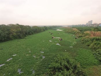 Scenic view of grassy field against sky