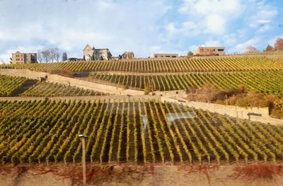 View of vineyard against buildings in city