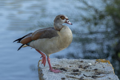 Close-up of bird perching on rock