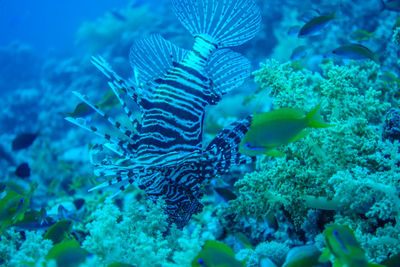 Fish swimming in sea