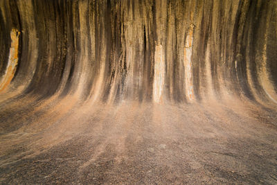 View of trees in forest