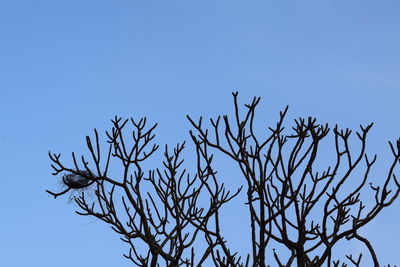 Low angle view of silhouette bare tree against clear blue sky