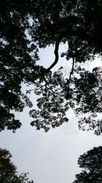 Low angle view of trees against sky