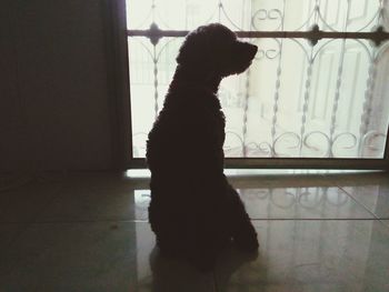 Rear view of dog by window