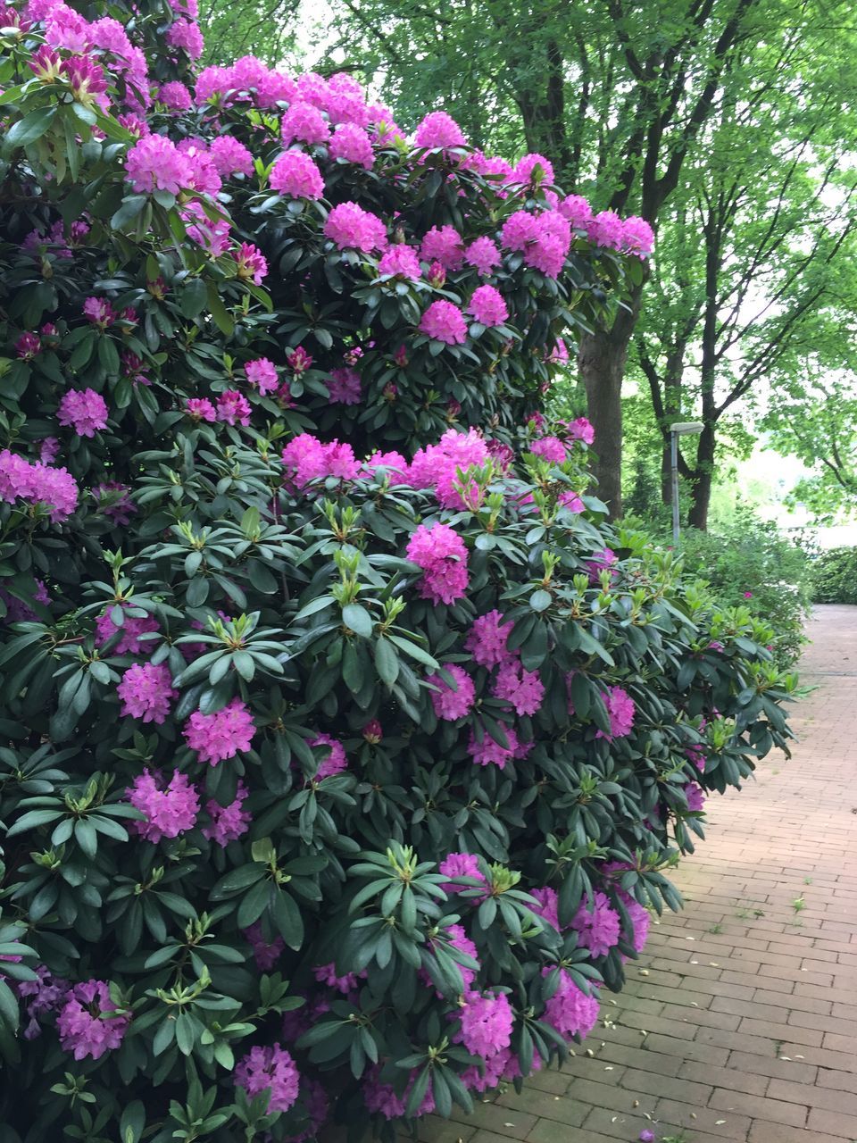 flower, freshness, growth, beauty in nature, fragility, plant, nature, pink color, petal, blooming, in bloom, park - man made space, flower head, leaf, purple, green color, day, blossom, springtime, outdoors