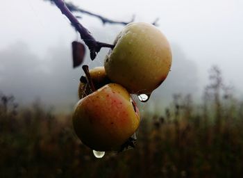 Close-up of plant against blurred background