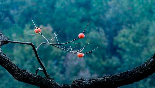 Close-up of berries growing on tree