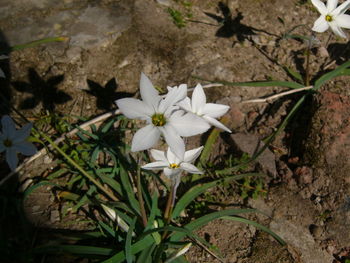 Close-up of flower