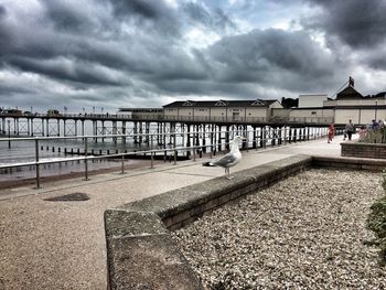 Seagulls perching on shore by sea against sky