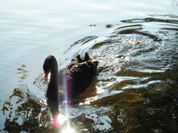 Reflection of woman swimming in water