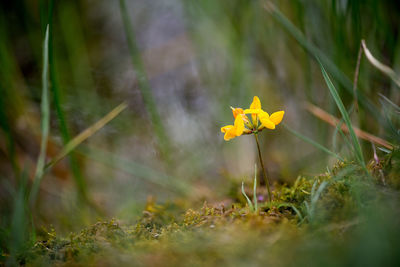 Close-up of yellow flowers