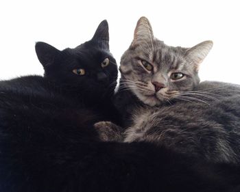 Close-up portrait of cats