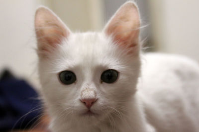 Close-up portrait of white cat