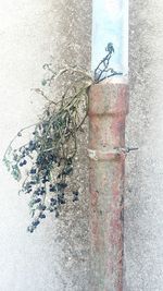 Plants growing on wall