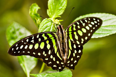 Close-up of butterfly on plant