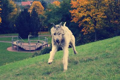 Full length of horse on field during autumn