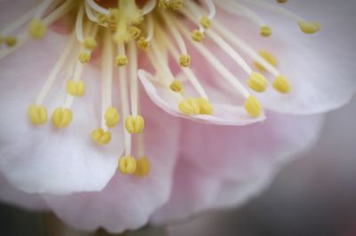 Close-up of yellow flower against blurred background