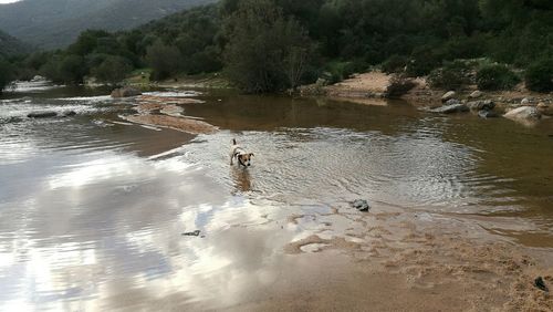 Flock of birds in water against sky