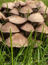 Close-up of mushrooms growing on field