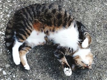 Close-up of cat lying on footpath