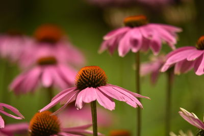 Close-up of purple flowering plant