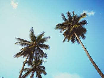 Low angle view of coconut palm tree against sky