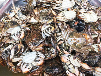 High angle view of fish for sale in market