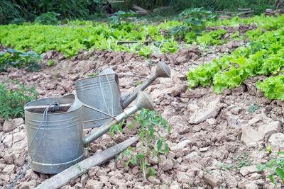 Plants growing on field