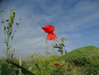 Close-up of red poppy flowers on field against sky
