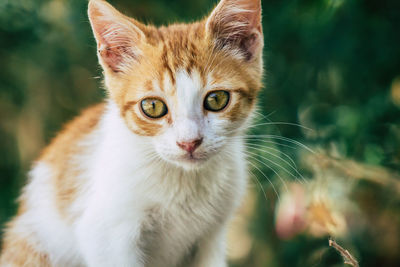 Close-up portrait of a cat