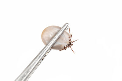 Close-up of insect against white background