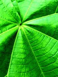 Full frame shot of green leaves