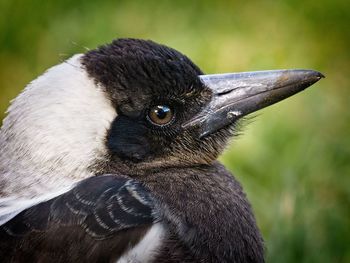 Close-up of a bird looking away