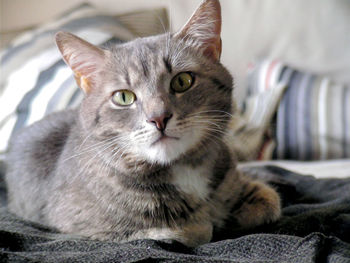 Close-up portrait of cat sitting