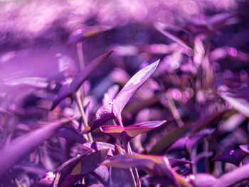 Close-up of purple flowers