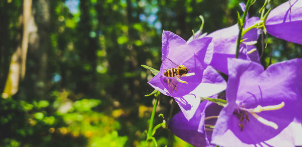 Close-up of insect pollinating on purple flower