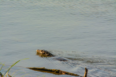 High angle view of turtle swimming in sea