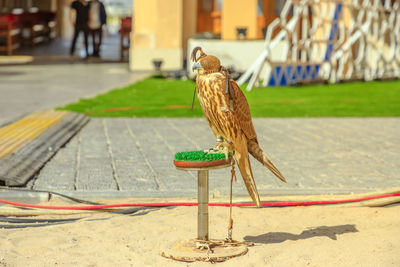 Bird perching on a footpath