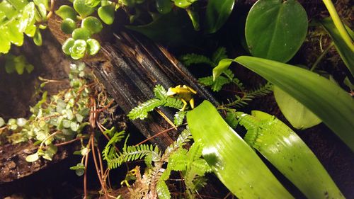 High angle view of lizard on plant in field