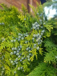 Close-up of fern growing on tree