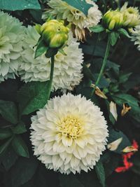 Close-up of white flowering plant