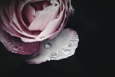 Close-up of wet pink rose