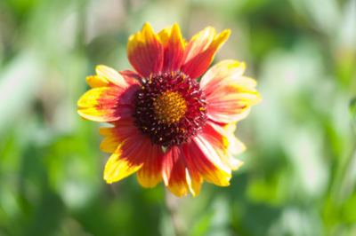 Close-up of orange flower