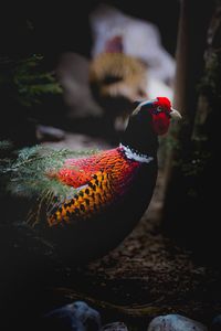 Close-up of a bird