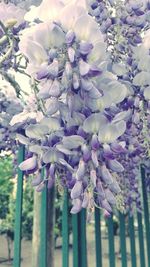 Close-up of purple flowers