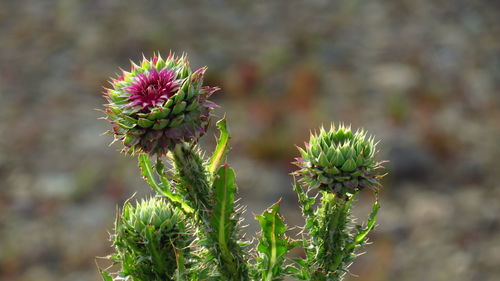 Close-up of thistle flower