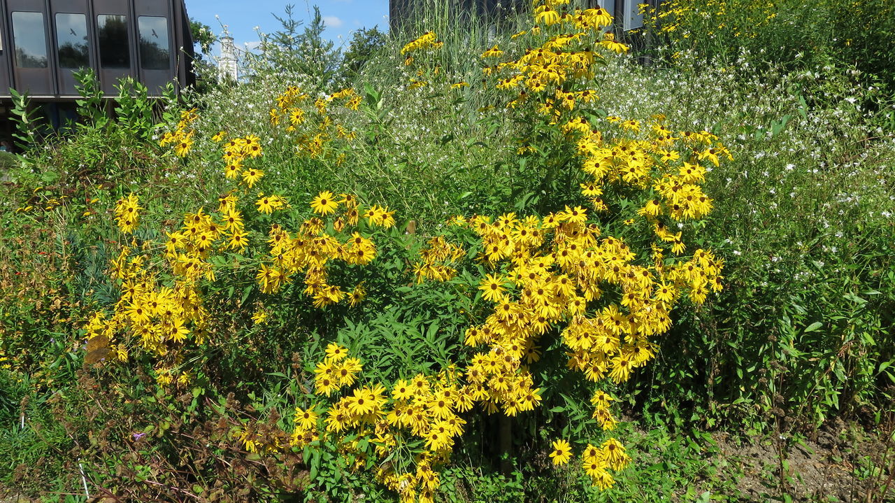 CLOSE-UP OF YELLOW FLOWERING PLANTS GROWING IN FIELD