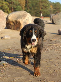 Portrait of dog lying on land